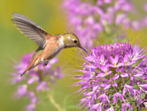 Rufous hummingbird