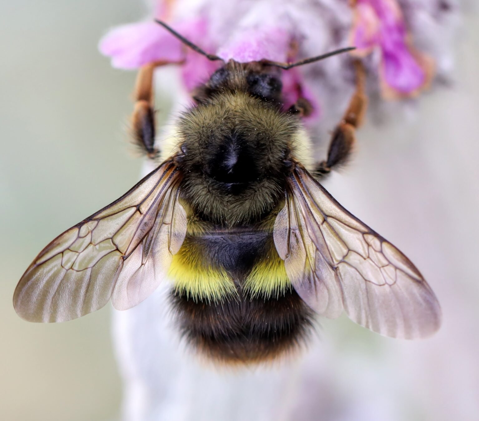 Who Pollinates Pollinators - Pollinator Pathway NW