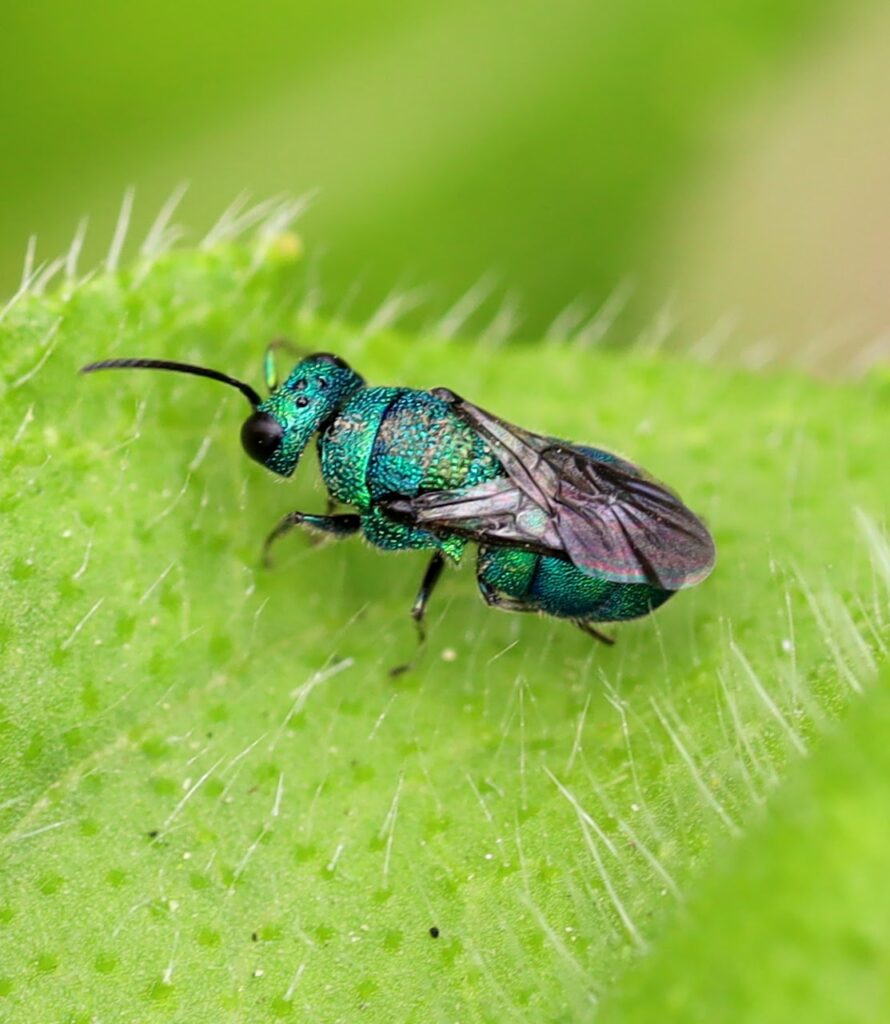 Pollinators - Pollinator Pathway NW