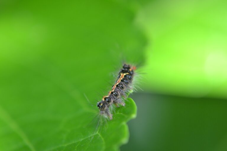 caterpillar, leaf, pest-207347.jpg