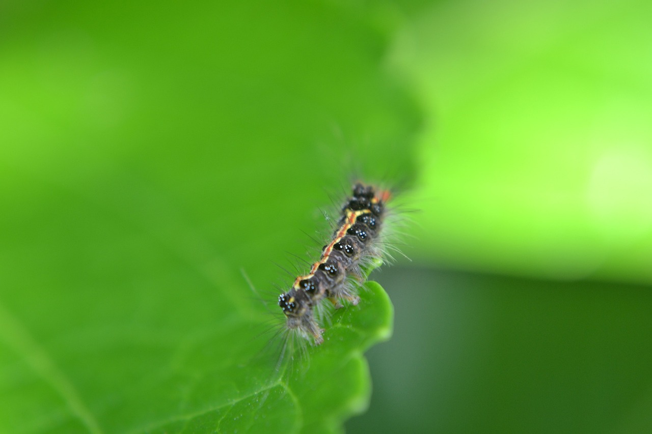 Pledge - Pollinator Pathway NW